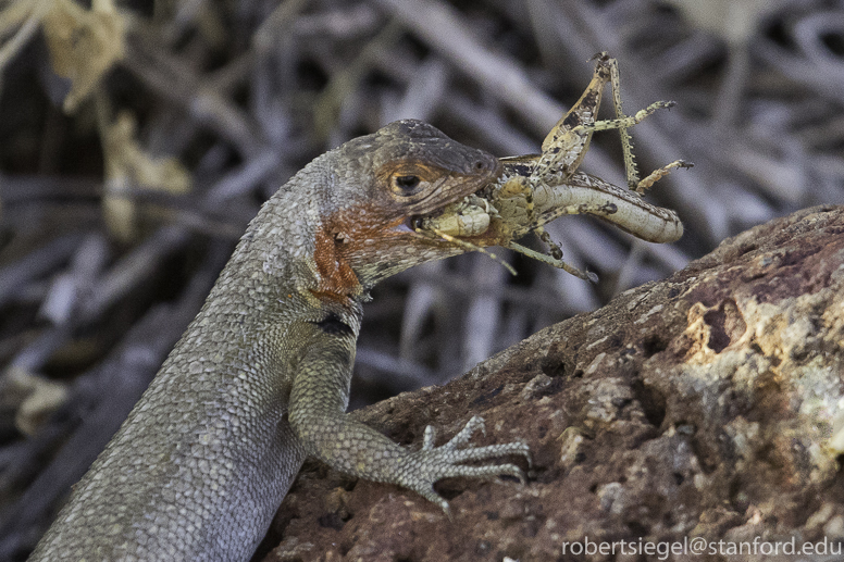 galapagos